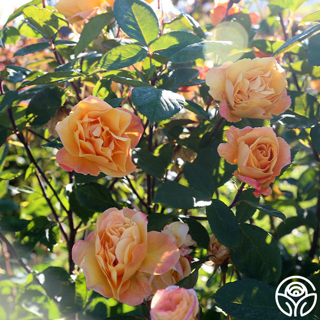Rose - Strike It Rich