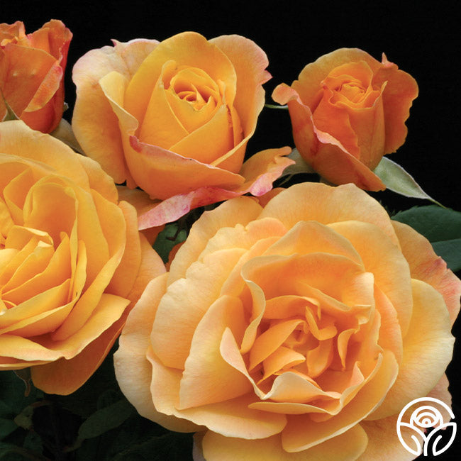 Rose - Strike It Rich