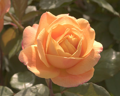 Rose - Strike It Rich