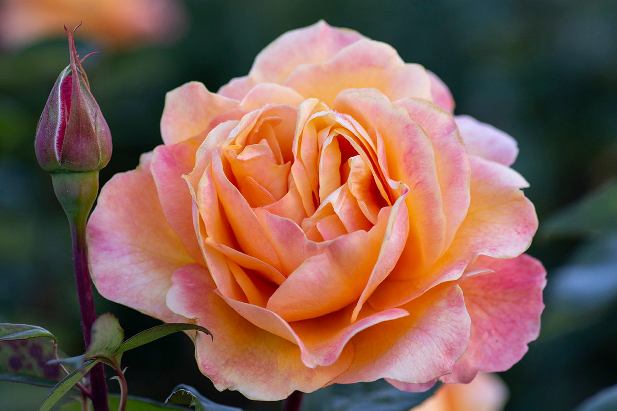 Rose - Strike It Rich