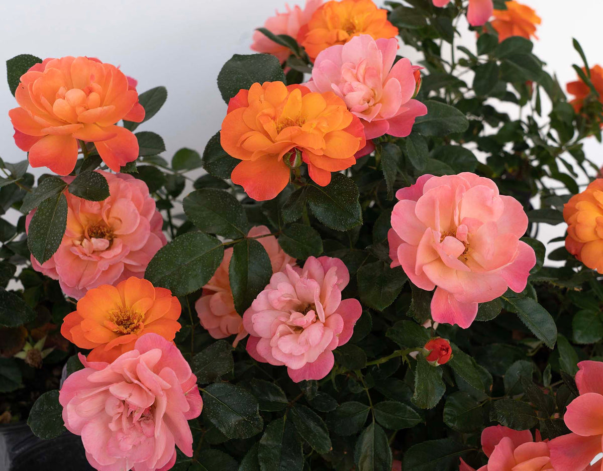 Garden Rose - SugarCandy Rose