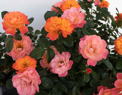 Garden Rose - SugarCandy Rose