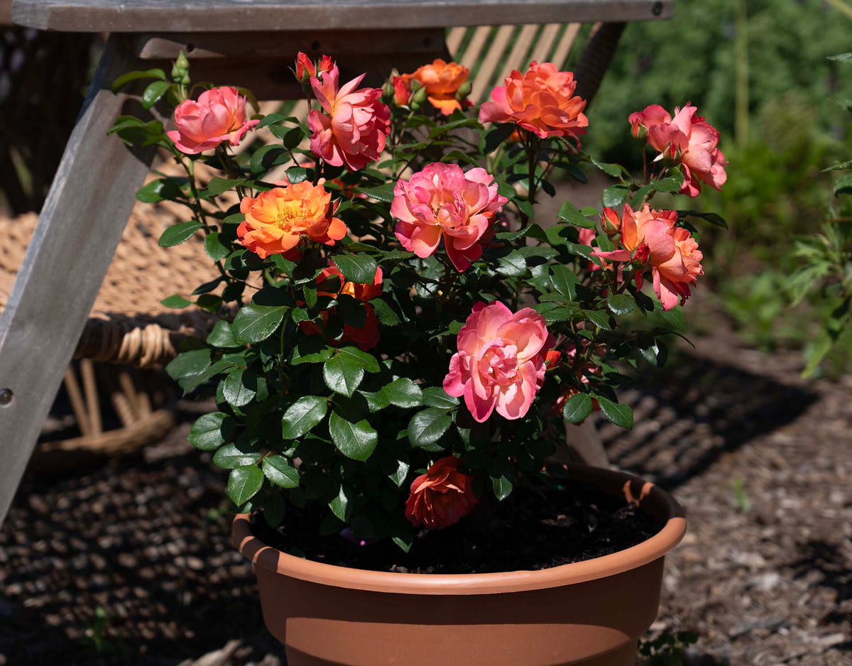 Garden Rose - SugarCandy Rose