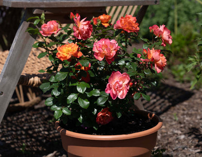 Garden Rose - SugarCandy Rose