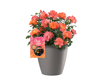 Garden Rose - SugarCandy Rose