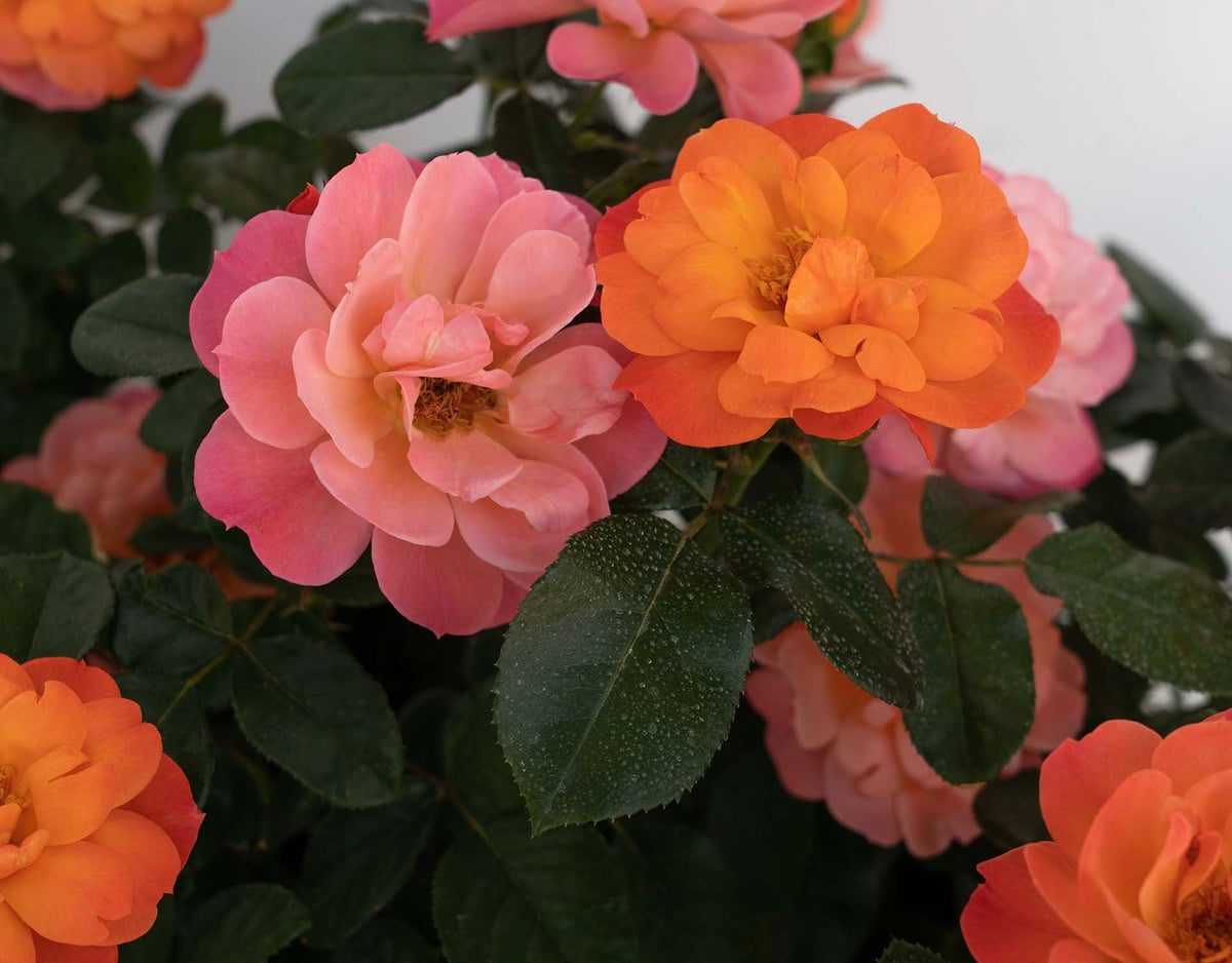 Garden Rose - SugarCandy Rose
