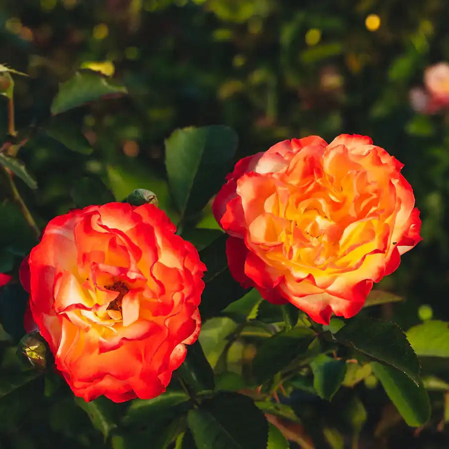 Rose - Sun Angel