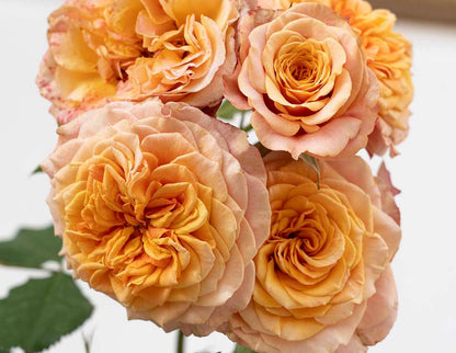 Rose - Sunbelt Crazy Love