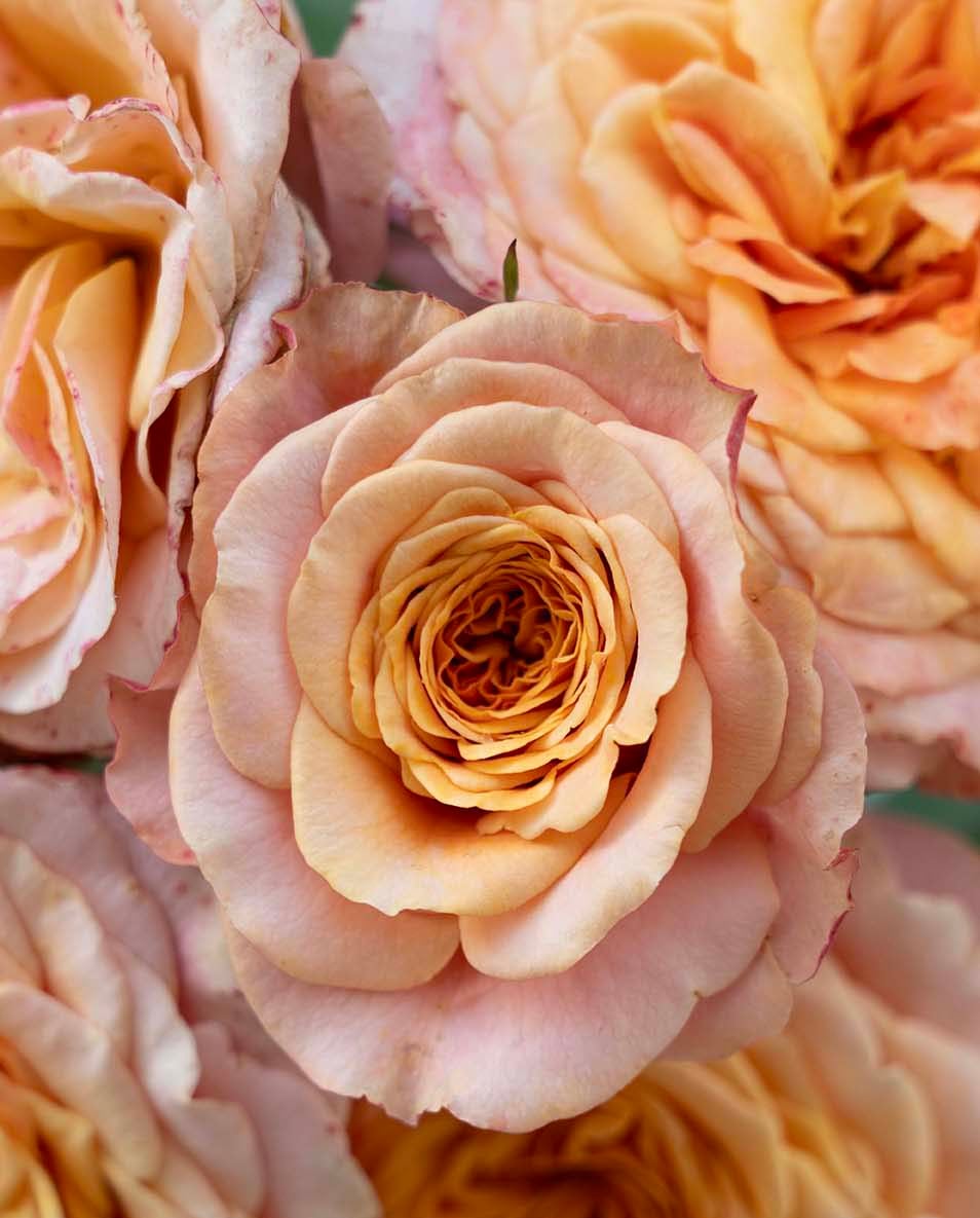Rose - Sunbelt Crazy Love
