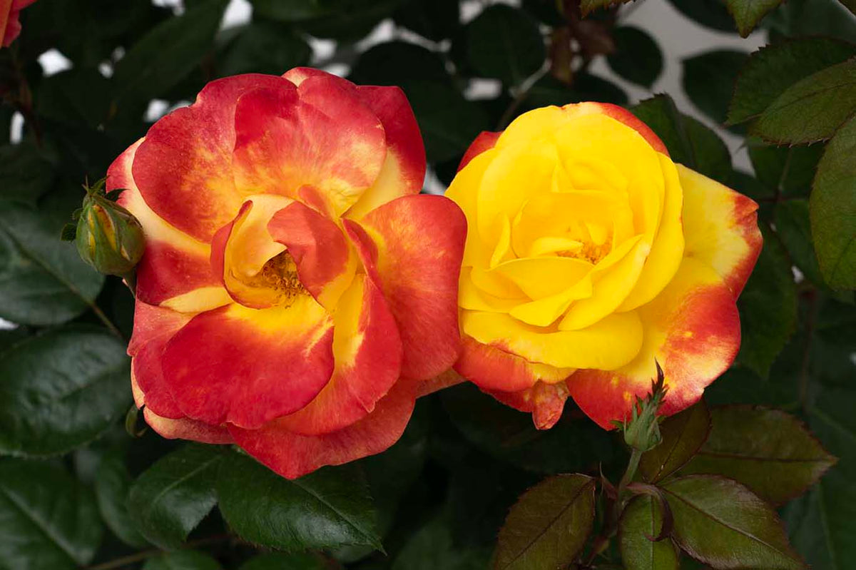 Rose - Sunbelt Garden Flame