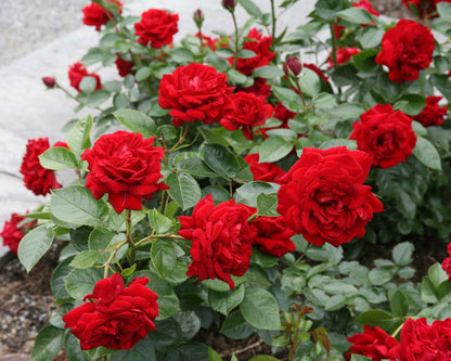 Rose - Sunbelt Desmond Tutu