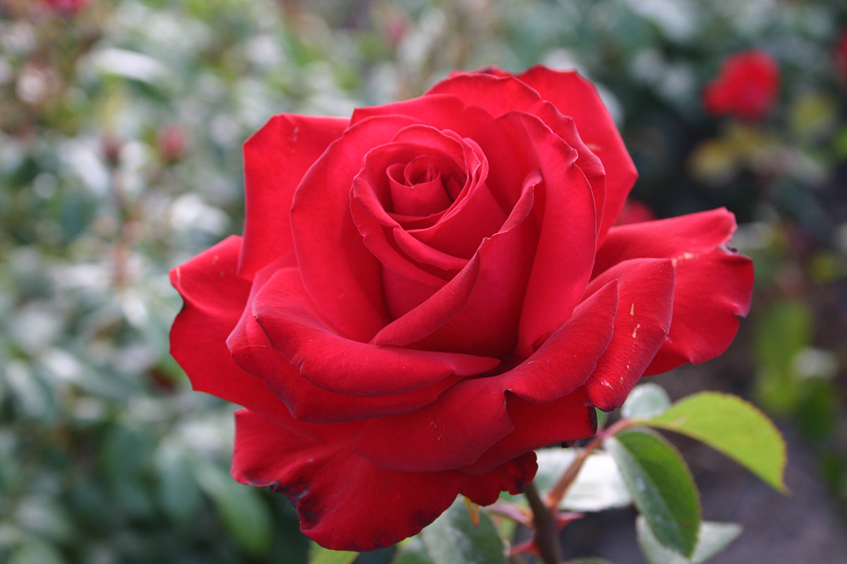 Rose - Sunbelt Desmond Tutu