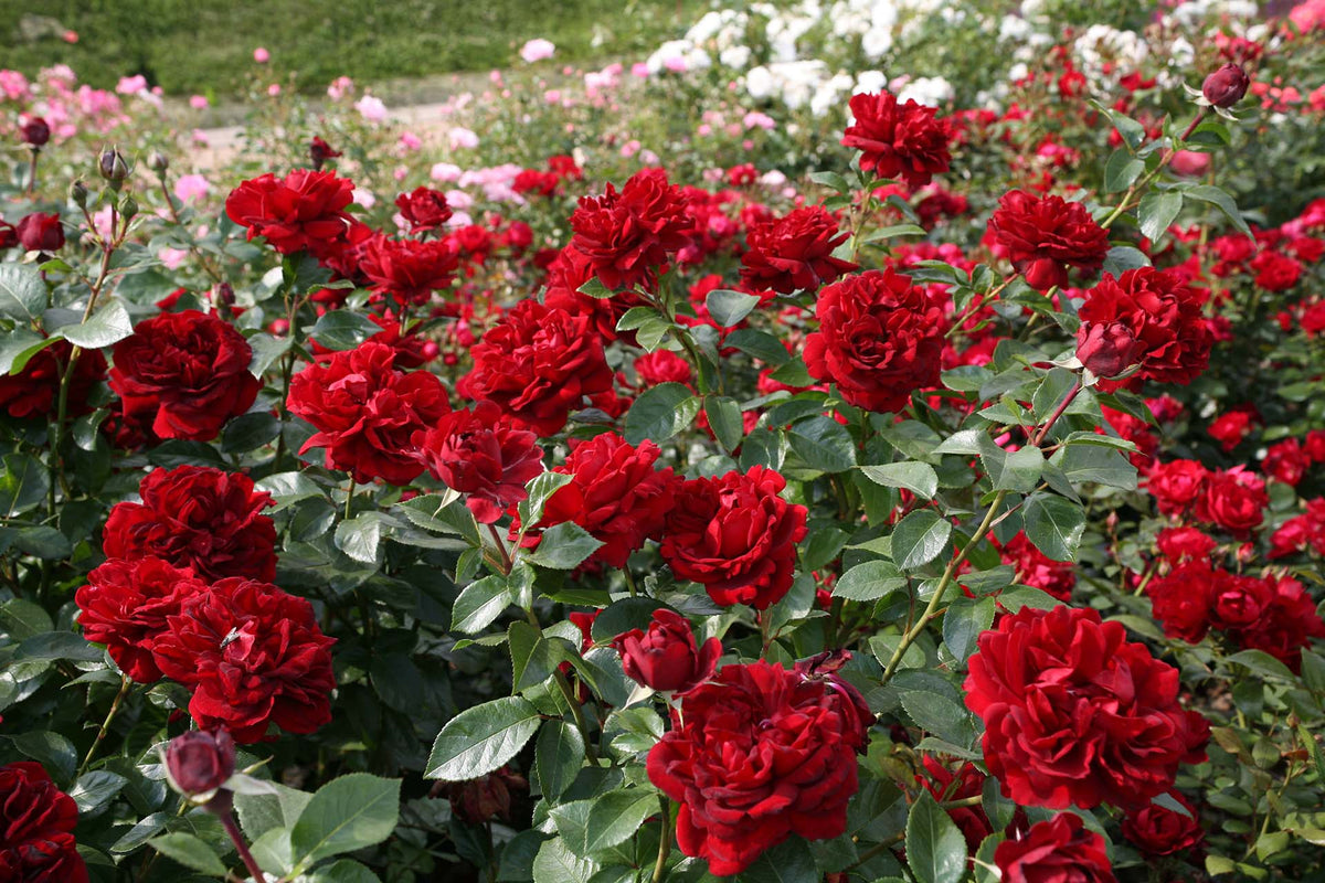 Rose - Sunbelt Desmond Tutu