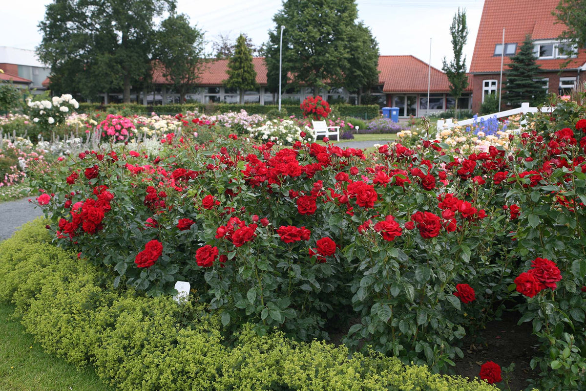 Rose - Sunbelt Desmond Tutu