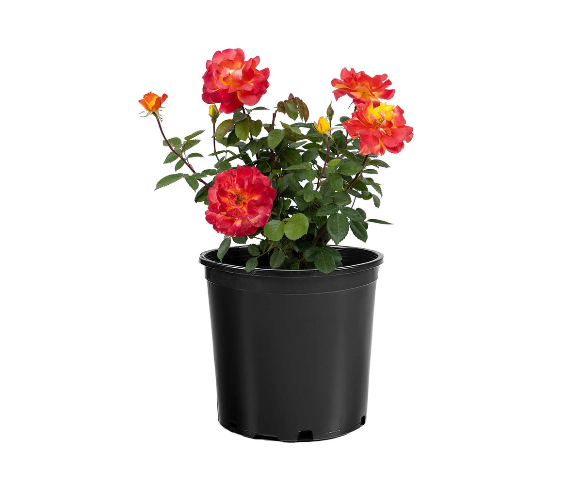 Rose - Sunbelt Garden Flame