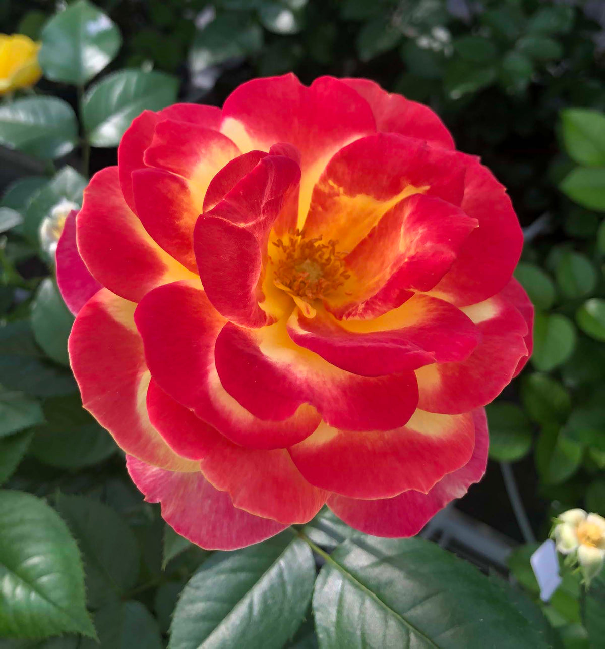 Rose - Sunbelt Garden Flame