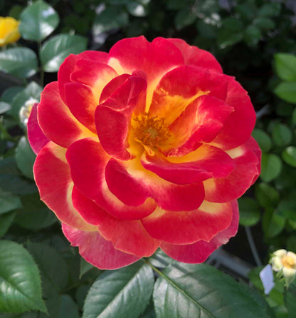 Rose - Sunbelt Garden Flame
