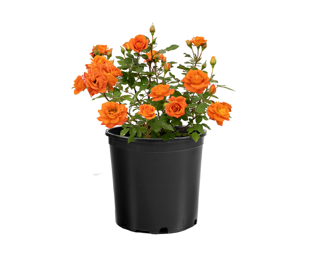 Rose - Sunblaze Amber