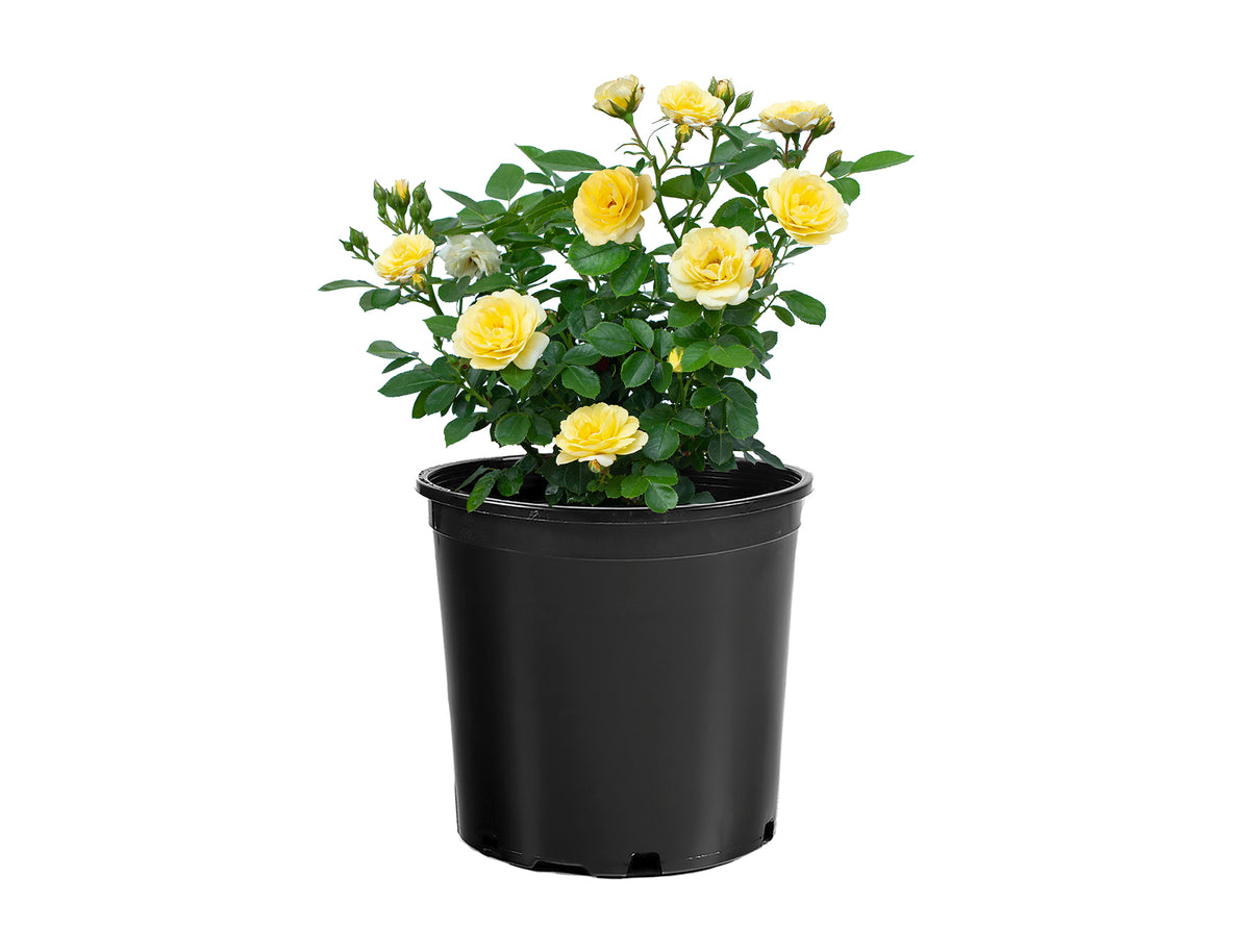 Rose - Sunblaze Lemon