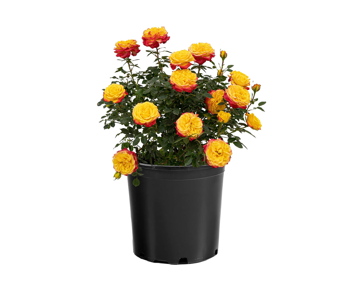 Rose - Sunblaze Rainbow