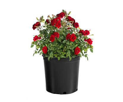 Rose - Sunblaze Red