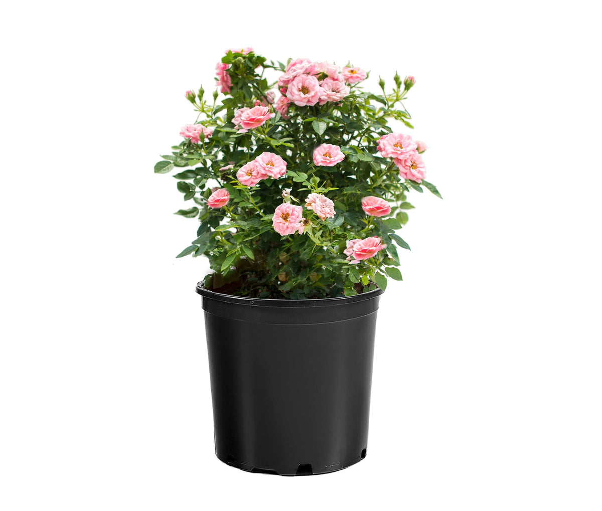 Rose - Sunblaze Sweet