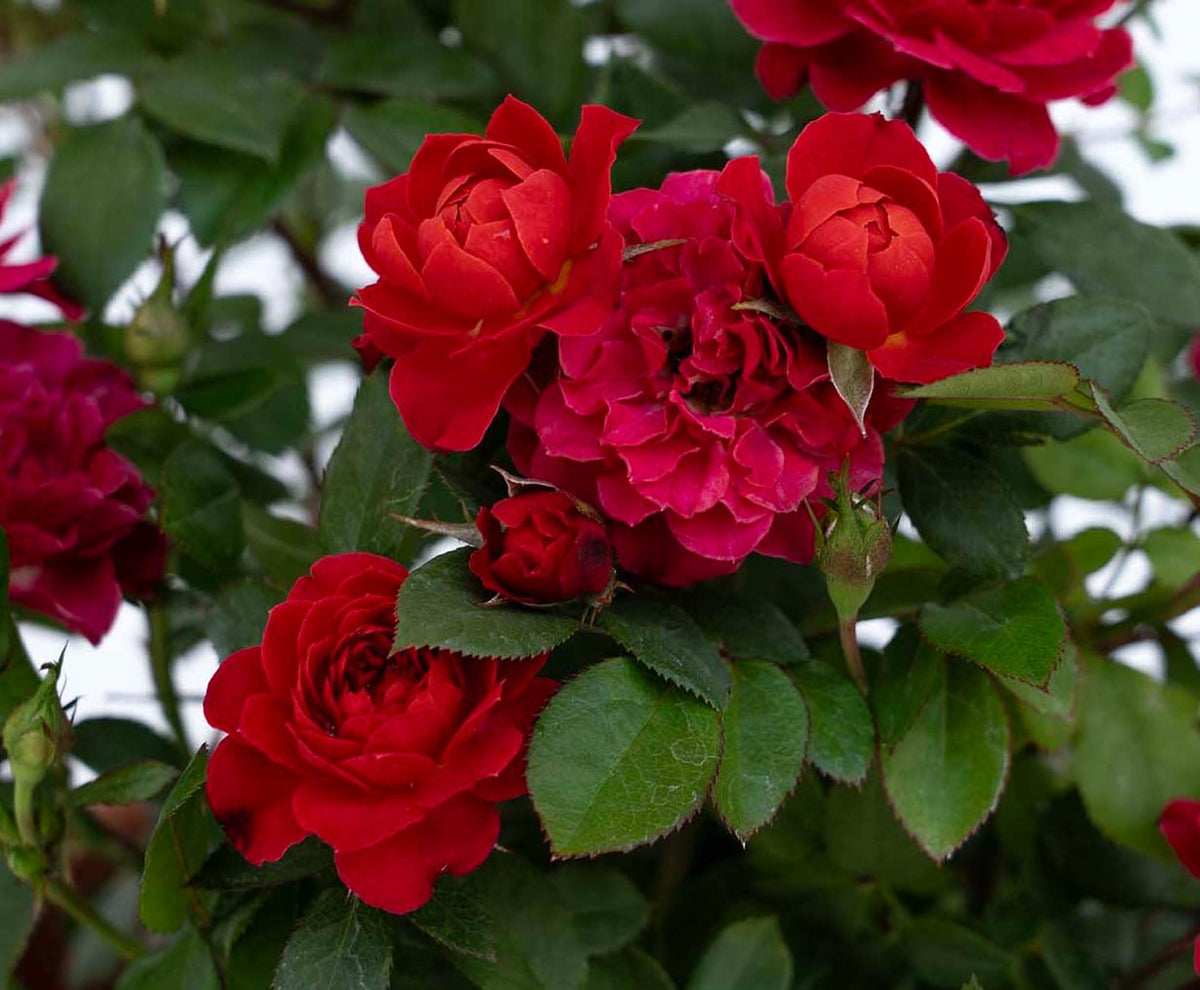 Rose - Sunblaze Watermelon