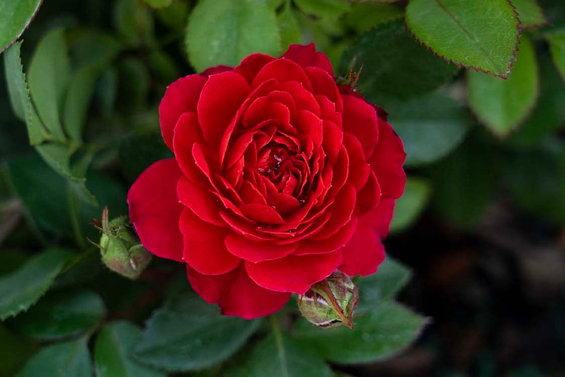 Rose - Sunblaze Watermelon
