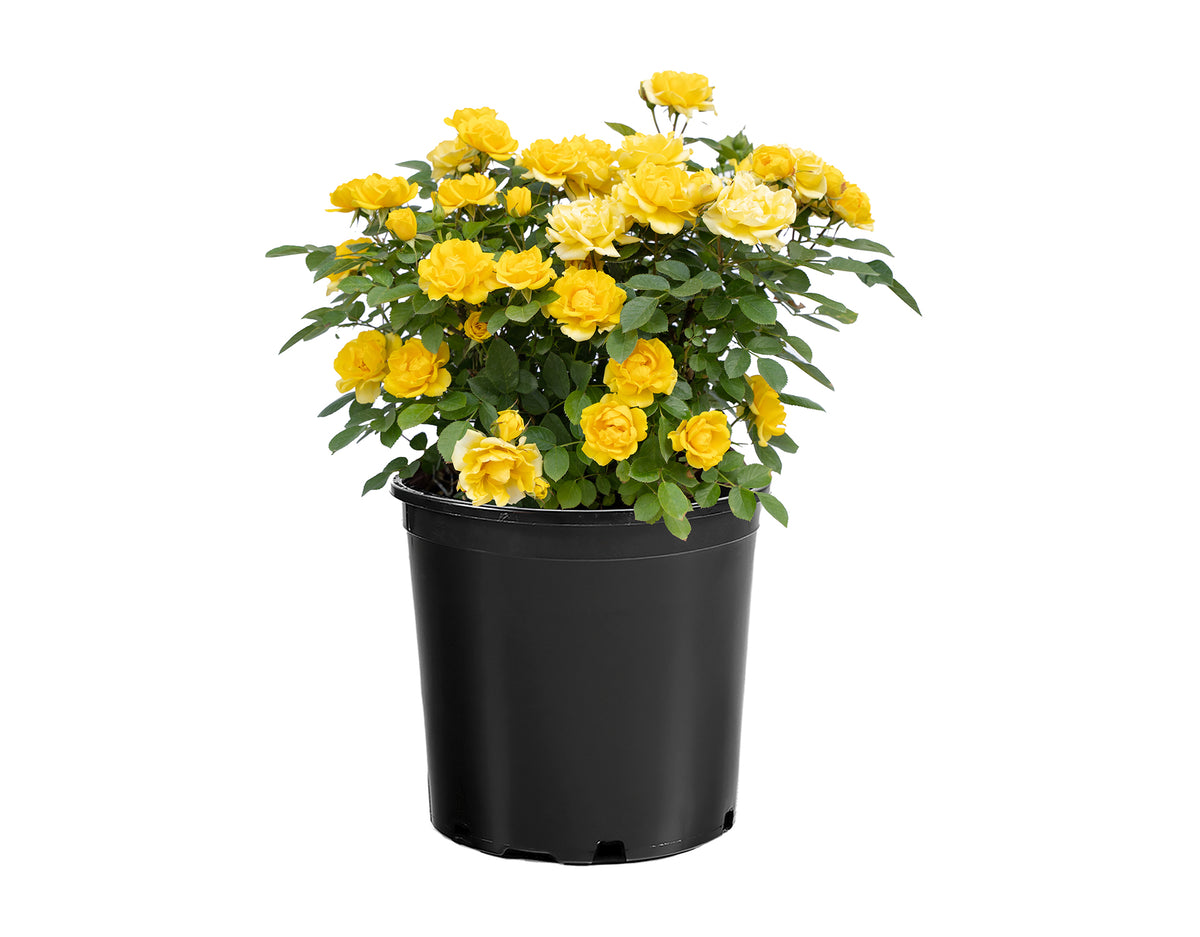 Rose - Sunblaze Yellow