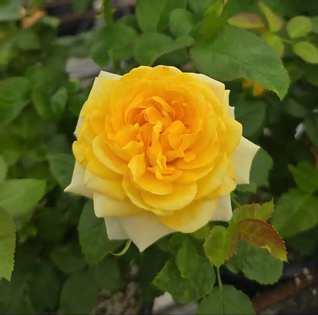 Rose - Sunday Brunch