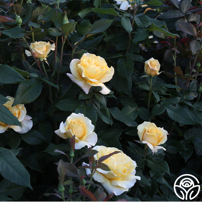 Rose - Eleganza Sunny Sky