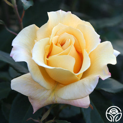 Rose - Eleganza Sunny Sky