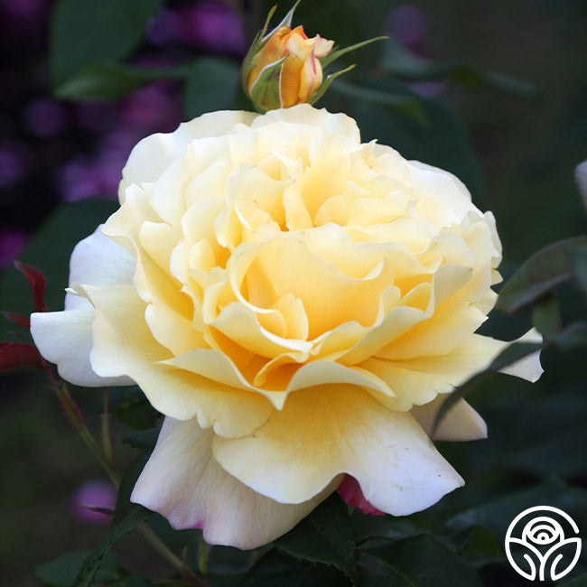 Rose - Eleganza Sunny Sky
