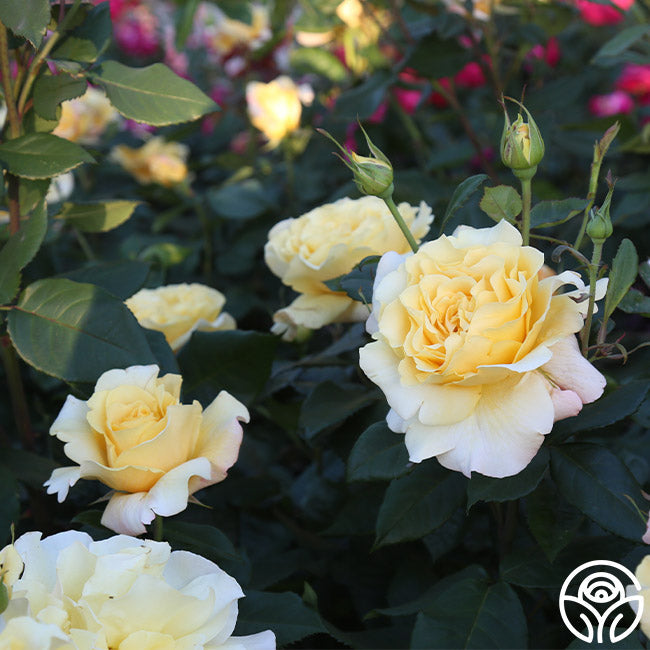 Rose - Eleganza Sunny Sky