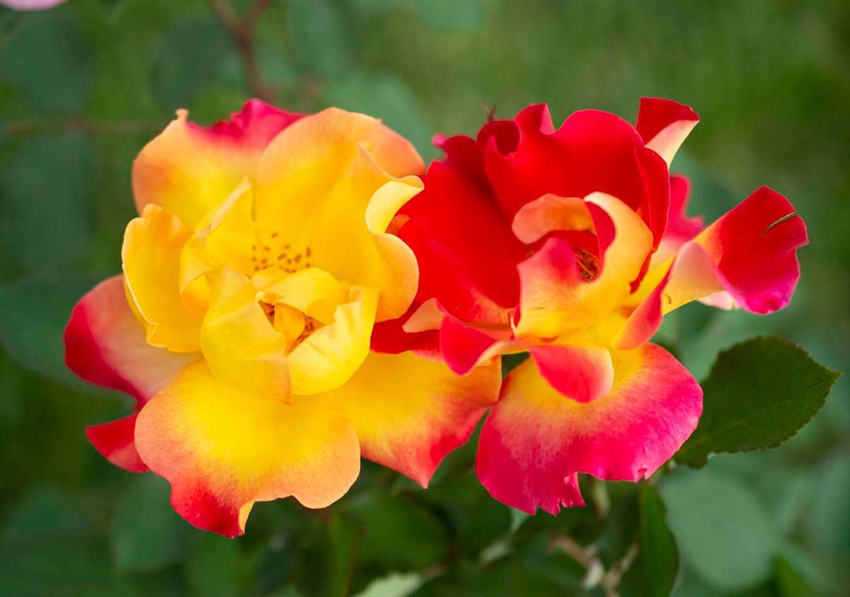 Rose - Sunset Horizon