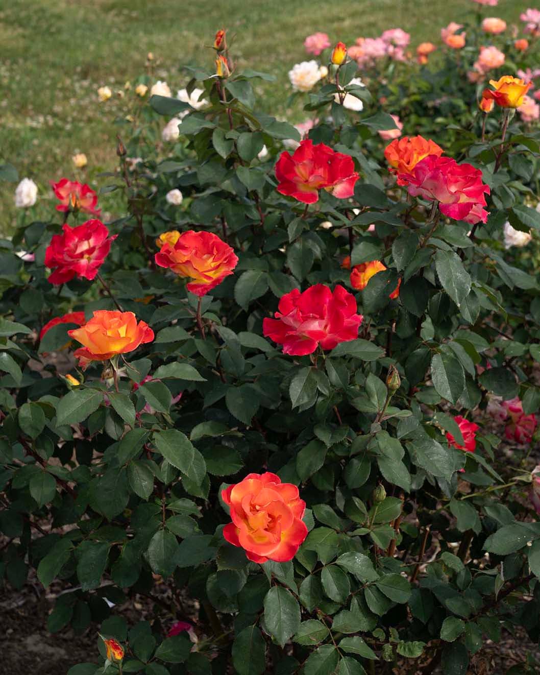 Rose - Sunset Horizon