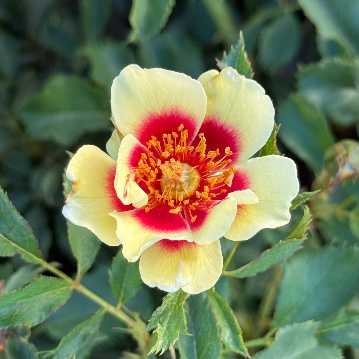 Rose - Sunset Babylon Eyes