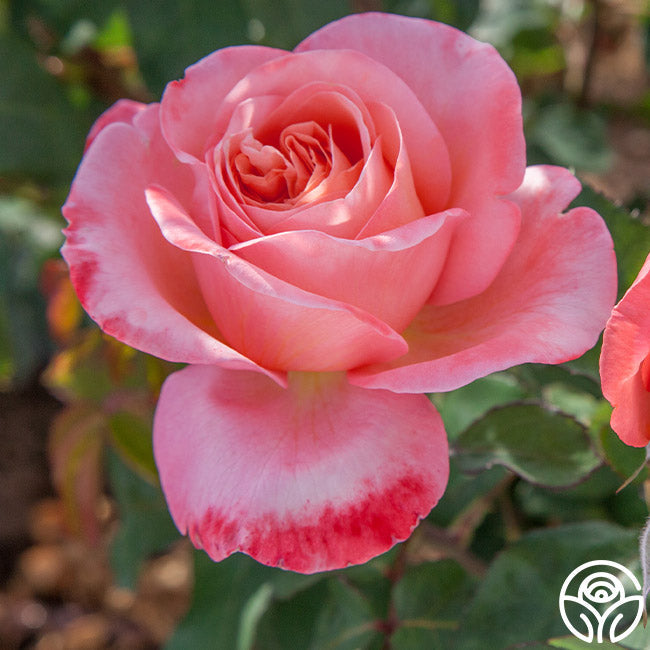 Rose - Sweet Mademoiselle