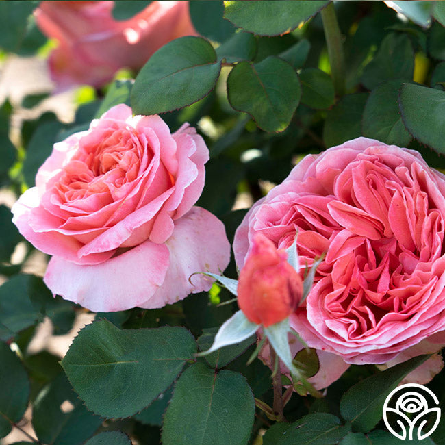 Rose - Sweet Mademoiselle