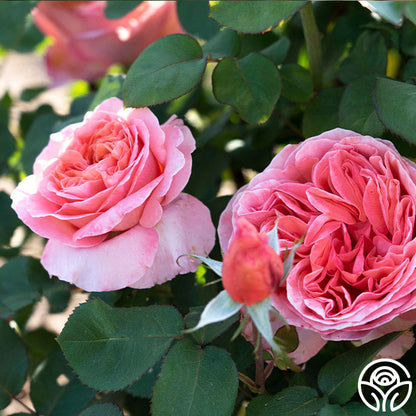Rose - Sweet Mademoiselle