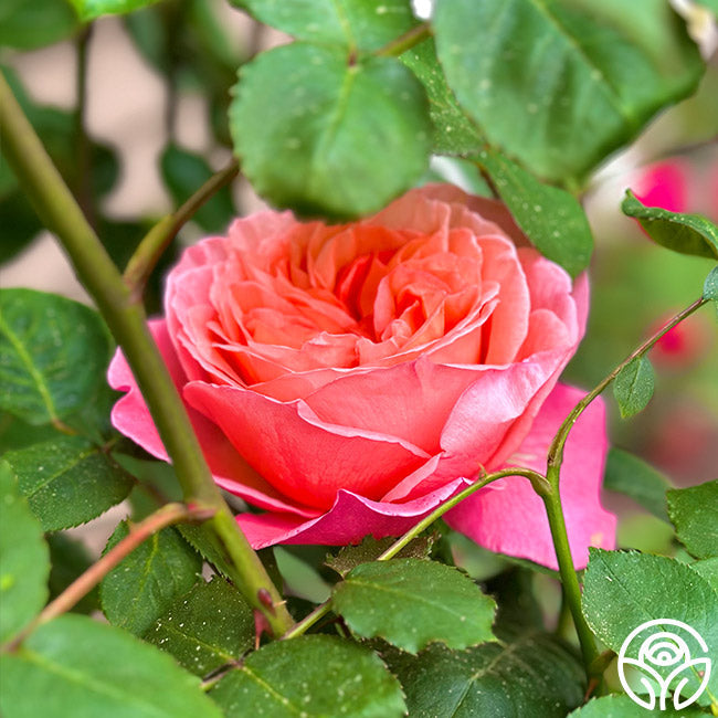 Rose - Sweet Mademoiselle