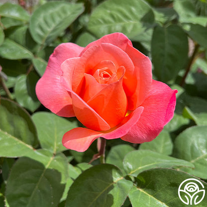 Rose - Sweet Mademoiselle