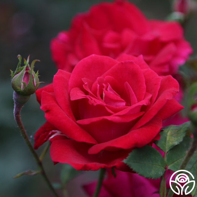 Rose - Sweet Spirit