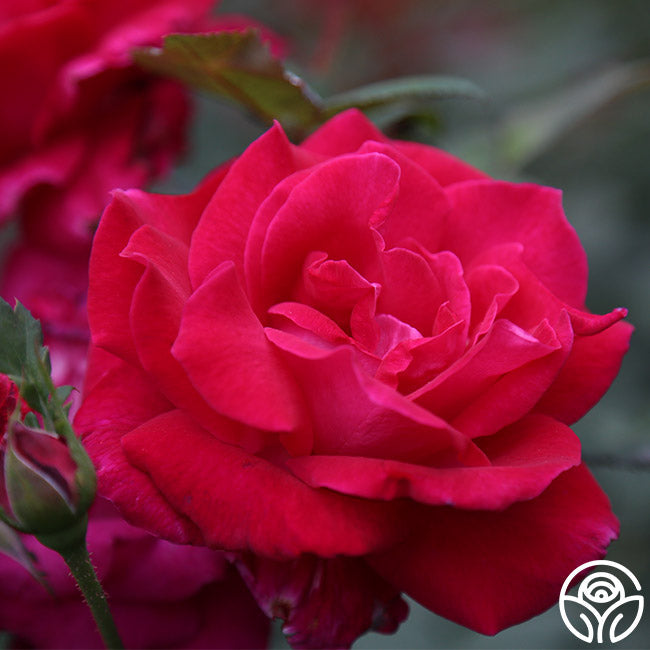 Rose - Sweet Spirit