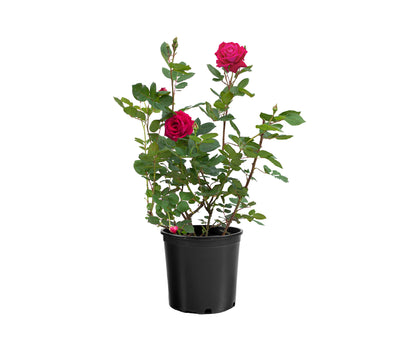 Rose - Sweet Spirit