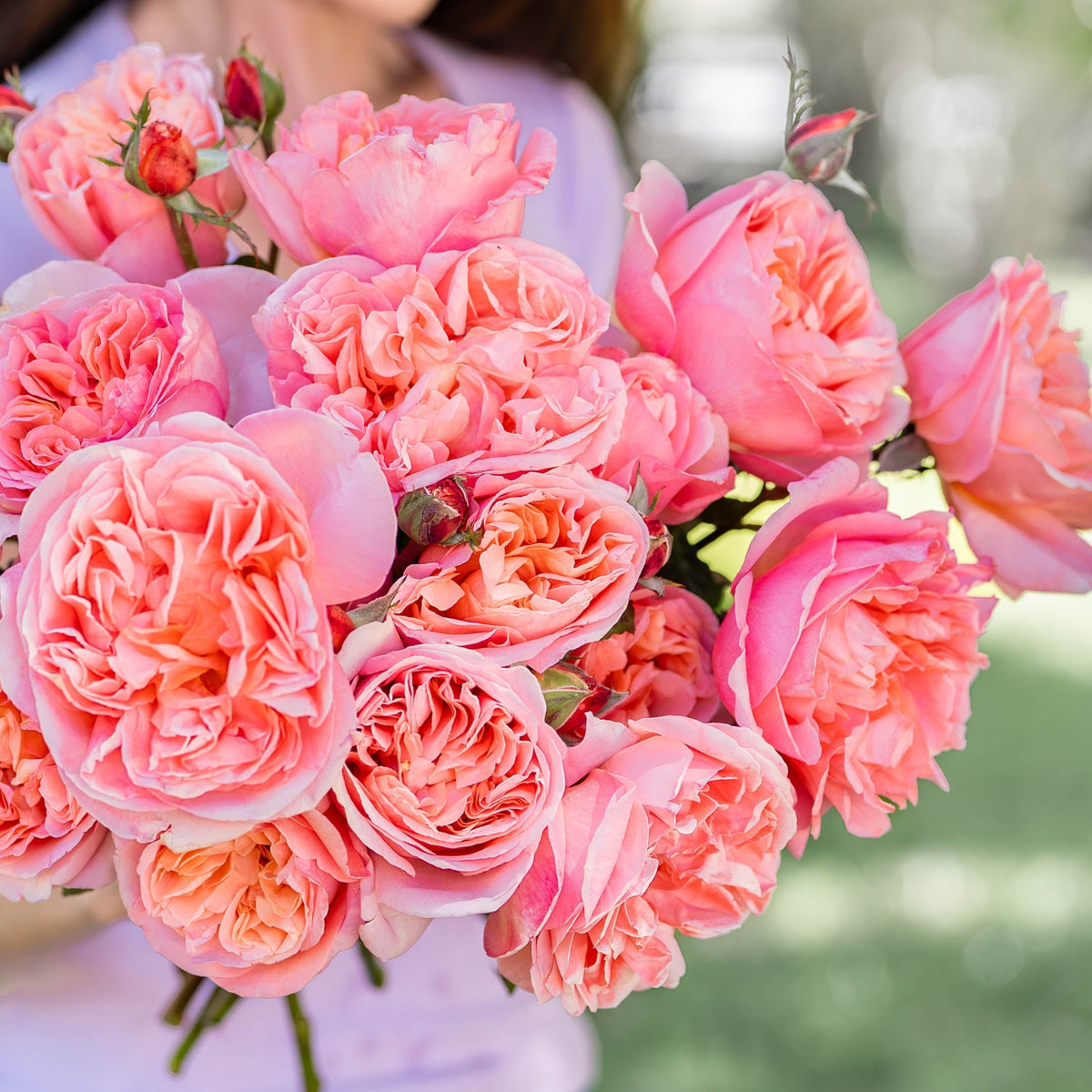 Rose - Sweet Mademoiselle
