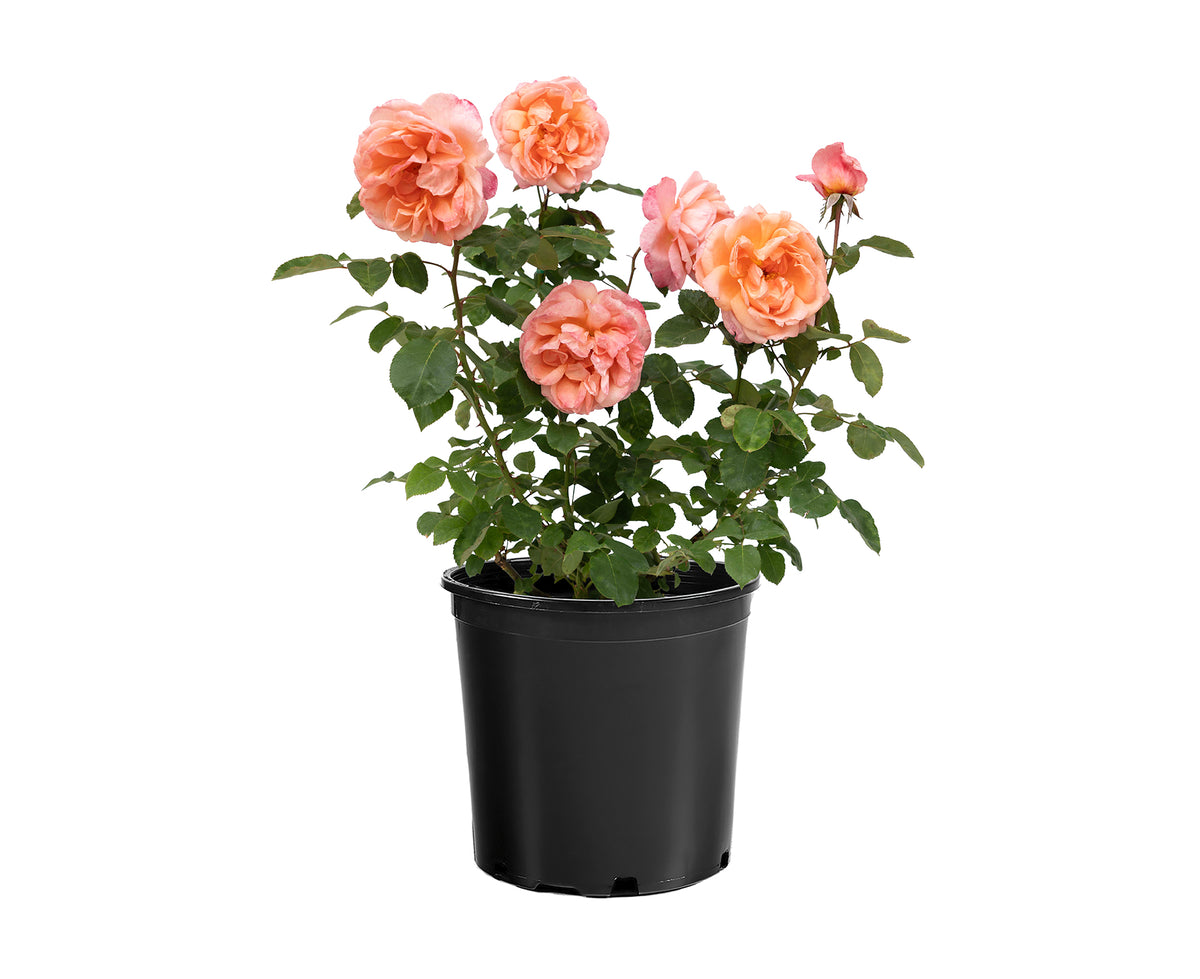 Rose - Sweet Mademoiselle
