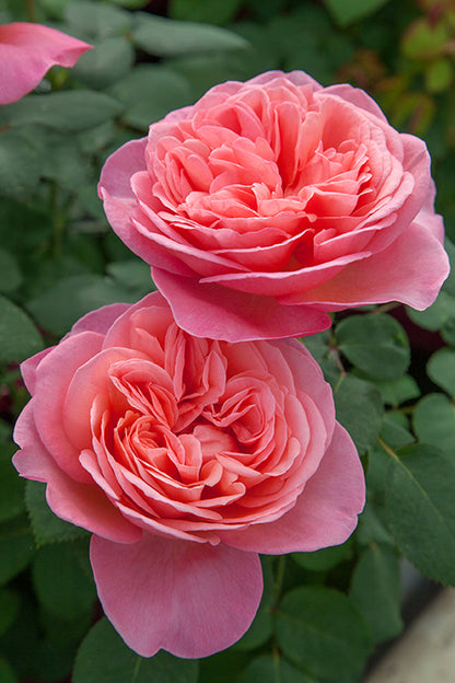 Rose - Sweet Mademoiselle