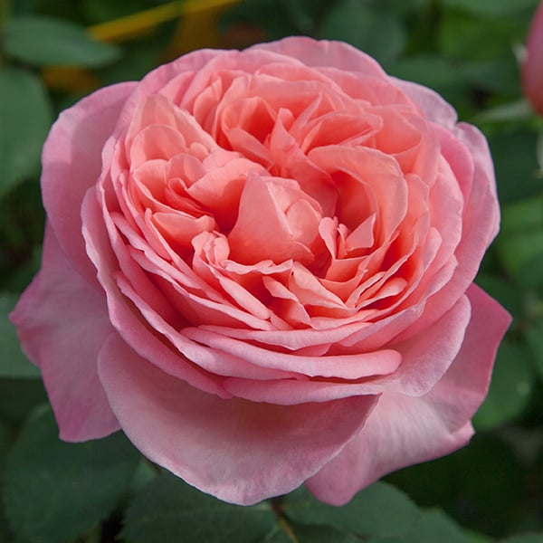 Rose - Sweet Mademoiselle