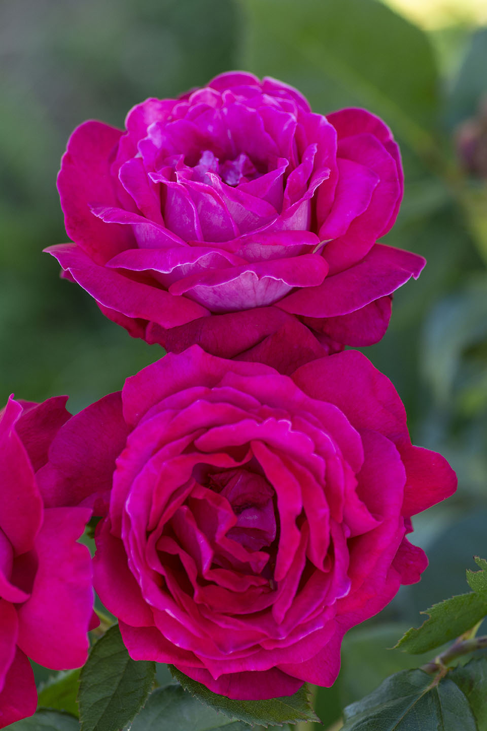 Rose - Sweet Spirit